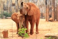 African elephant mother with her baby