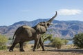 African Elephant mountain sync Royalty Free Stock Photo