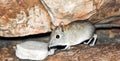 African elephant mouse or long-eared jumper moves between rocks, in the rocky mountains Royalty Free Stock Photo