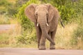 An elephant on the move and walking towards the camera, Pilanesberg National Park, South Africa.