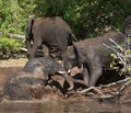 African Elephant Mud Bath - Botswana Royalty Free Stock Photo