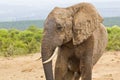 African elephant with a muddy face Royalty Free Stock Photo