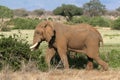 African Elephant in Musth