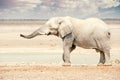 African Elephant in Namibia - Etosha National Park