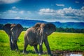 African elephant in a national park, South Africa Royalty Free Stock Photo
