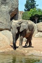 African elephant in natural environment. Royalty Free Stock Photo