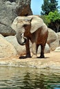 African elephant in natural environment. Royalty Free Stock Photo