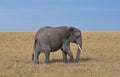 African elephant in a natural environment Royalty Free Stock Photo
