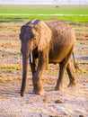 African Elephant in natural habitat, Tsavo National Park, Kenya, Africa. Royalty Free Stock Photo