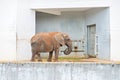 African elephant near wall Royalty Free Stock Photo