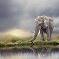 African Elephant  near water at sunset Royalty Free Stock Photo