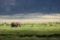 African elephant in the Ngorongoro crater in the background of g Royalty Free Stock Photo