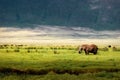 African elephant in the Ngorongoro crater in the background of mountains.