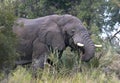 African Elephant - Okavango Delta