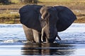 African Elephant - Okavango Delta - Botswana Royalty Free Stock Photo