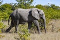 African Elephant - Okavango Delta - Botswana Royalty Free Stock Photo