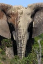 An African elephant painted with mud Royalty Free Stock Photo