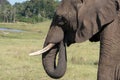 African elephant, photographed at Knysna Elephant Park in the Garden Route, Western Cape, South Africa