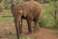 An African elephant in Pilanesberg