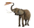 African elephant playing with a tissue, isolated