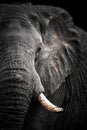 African Elephant Portrait Royalty Free Stock Photo