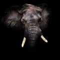 African Elephant Portrait Royalty Free Stock Photo