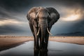 African elephant portrait with long ears, in natural habitat