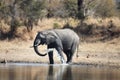 African Elephant Royalty Free Stock Photo