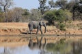 African Elephant Royalty Free Stock Photo