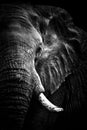 African Elephant Portrait monochrome Royalty Free Stock Photo