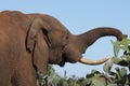 African Elephant and Prickly Meal Royalty Free Stock Photo