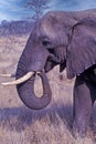 African elephant profile Royalty Free Stock Photo