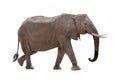 African Elephant Profile Walking Isolated Royalty Free Stock Photo