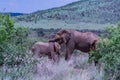 Baby african elephant with protective mud in their natural habitat Royalty Free Stock Photo