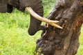 African elephant pulling eating yellow barked Acacia, fever tree at Ngorongoro Crater, Tanzania, Africa
