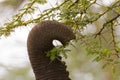 African elephant pulling twig of yellow barked Acacia, fever tree at Ngorongoro Crater, Tanzania, Africa Royalty Free Stock Photo