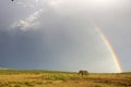 African elephant and rainbow in South Africa Royalty Free Stock Photo