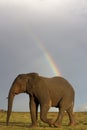 African elephant and rainbow in South Africa Royalty Free Stock Photo