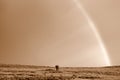 African elephant and rainbow in South Africa Royalty Free Stock Photo