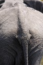 African Elephant Rear end Royalty Free Stock Photo