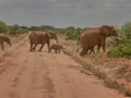 African Elephant in Tsavo East National Park Kenya Royalty Free Stock Photo