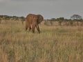 African Elephant in Tsavo East National Park Kenya Royalty Free Stock Photo