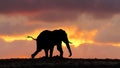 African Elephant on the run at Sunset