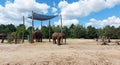 African elephant at Safari Park.