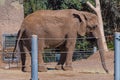 African elephant at the San Diego Zoo in summer side Profile