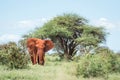 african elephant in the savana, safari in Africa, Kenya, Tanzania Uganda, elephant fighting Royalty Free Stock Photo