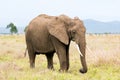 African elephant in the savanna