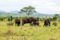 African elephant in the savanna