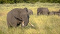 African Elephant on savanna Royalty Free Stock Photo