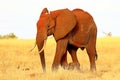 African elephant Royalty Free Stock Photo
